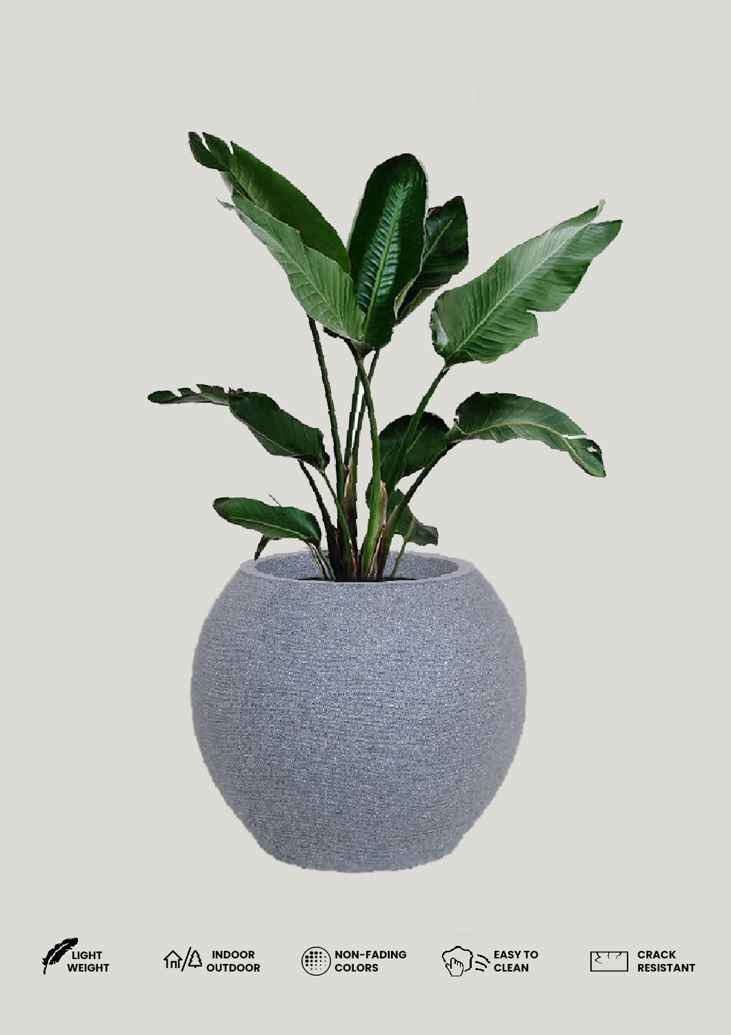 AGC Design Medium Juniper Pot