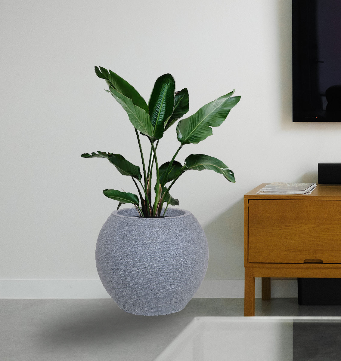 AGC Design Medium Juniper Pot
