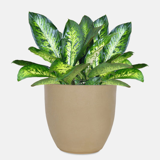 AGC Design Fox B P Cup Round Planter Suitable for Indoor and Outdoor