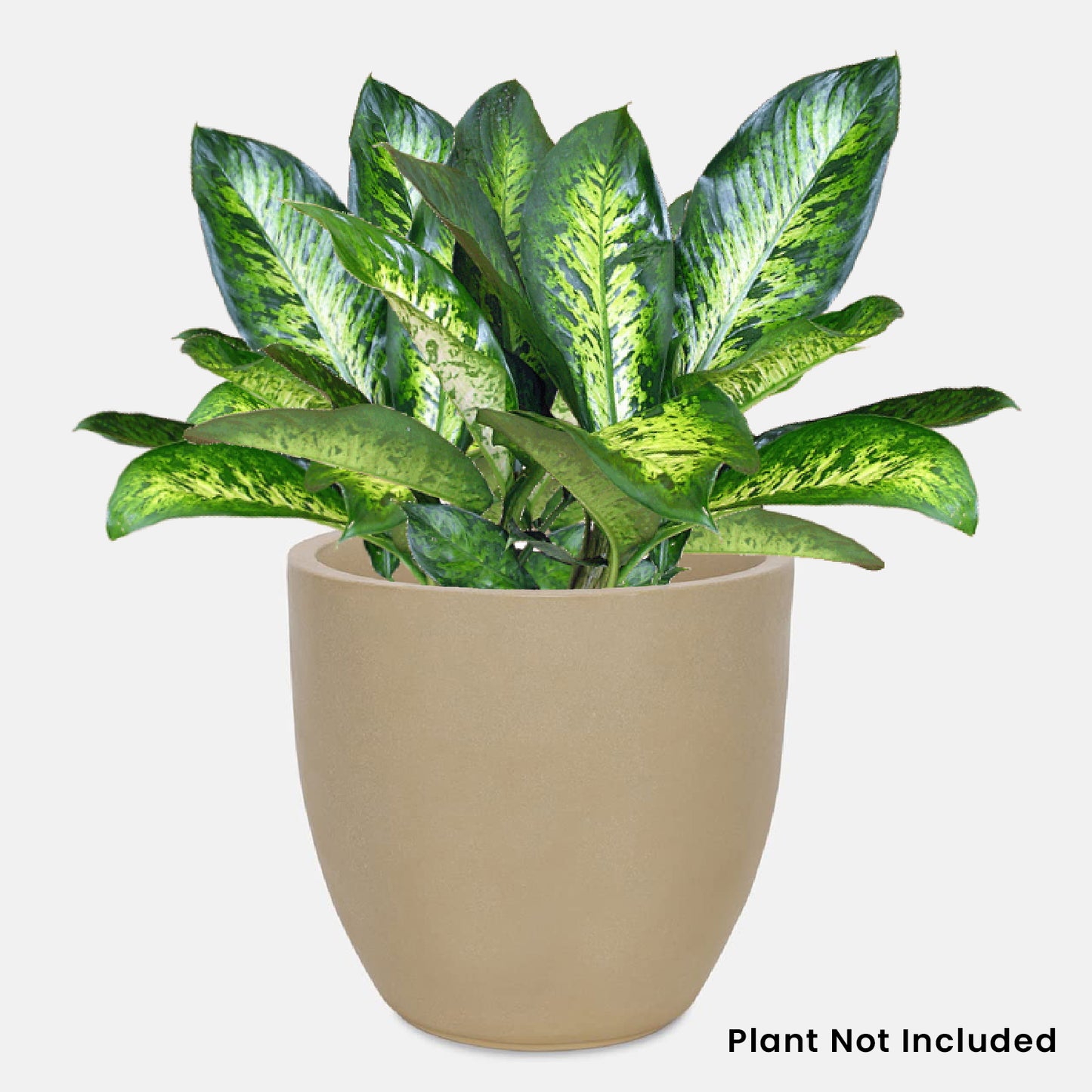 AGC Design Fox B P Cup Round Planter Suitable for Indoor and Outdoor