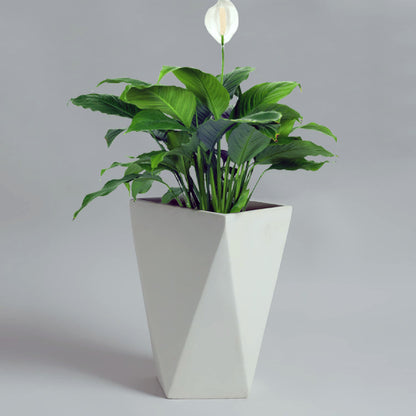 AGC Design Diamond Square Planter (Cream White, 14 Inches)