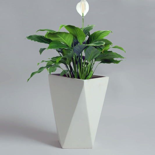 AGC Design Cream White 18 Inches Diamond Square Planter