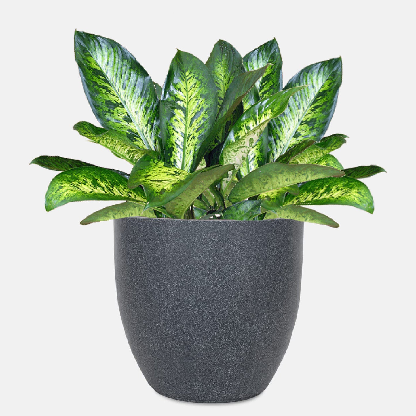 AGC Design Fox B P Cup Round Planter Suitable for Indoor and Outdoor