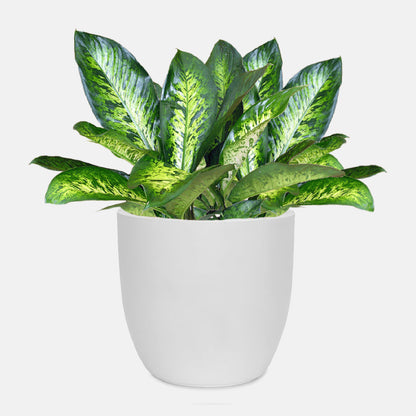 AGC Design Fox B P Cup Round Planter Suitable for Indoor and Outdoor