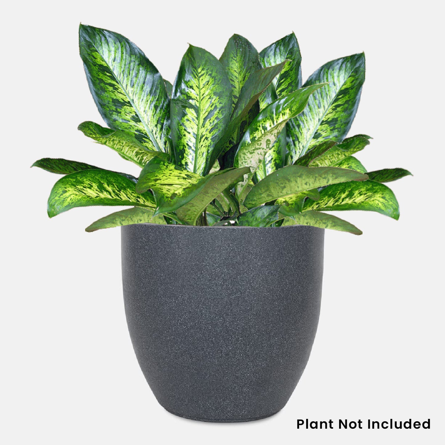 AGC Design Fox B P Cup Round Planter Suitable for Indoor and Outdoor