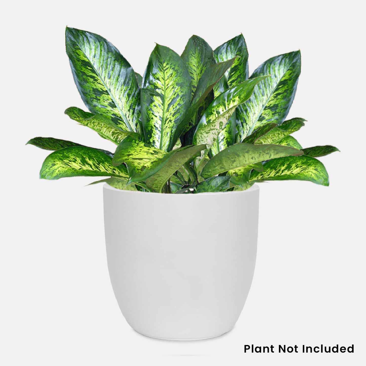 AGC Design Fox B P Cup Round Planter Suitable for Indoor and Outdoor